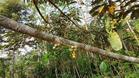 Cara Perawatan Pohon Durian Sampai Berbunga YouTube