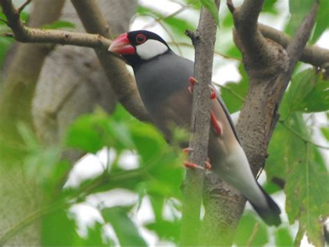 Mengenal Jenis Burung Kicau Yang Banyak Dipelihara Calung Karawang