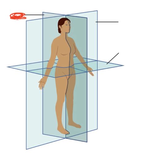 Human Anatomy and Phys Lab Exam 1 anatomical planes Flashcards | Quizlet