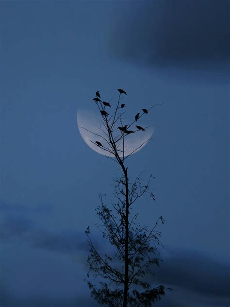 Silhouette of Tree during Night Time · Free Stock Photo