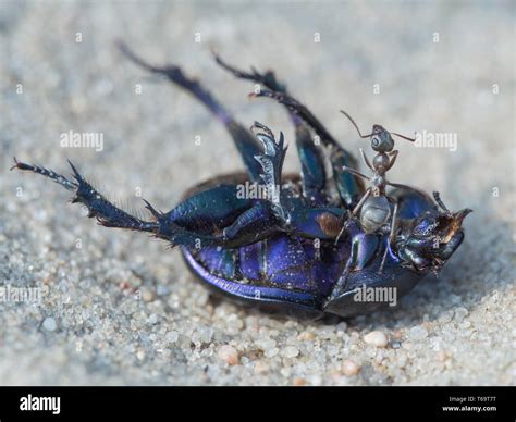 Ant Formica Cinerea On A Earth Boring Dung Beetle Geotrupidae Stock