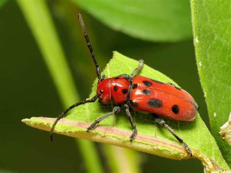 7 Insects Commonly Found On Milkweed