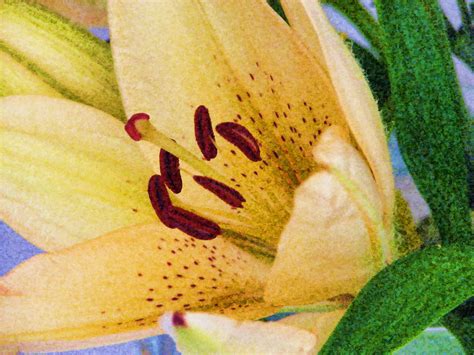 Lily Flower Free Stock Photo - Public Domain Pictures 