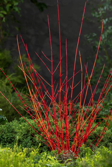 Cornus Sanguinea Anny S Winter Orange Bloemenpark Appeltern