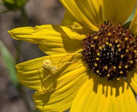 Yellow Spider Found On Sunflowers Near Flagstaff Az Bugguidenet