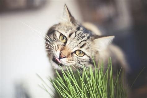 Por Que Os Gatos Comem Grama Anima Mundi