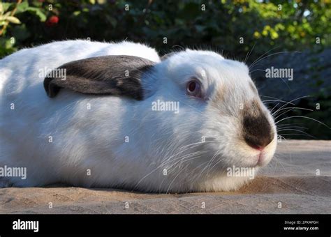 An Adult Rabbit Of The Californian Breed Stock Photo Alamy