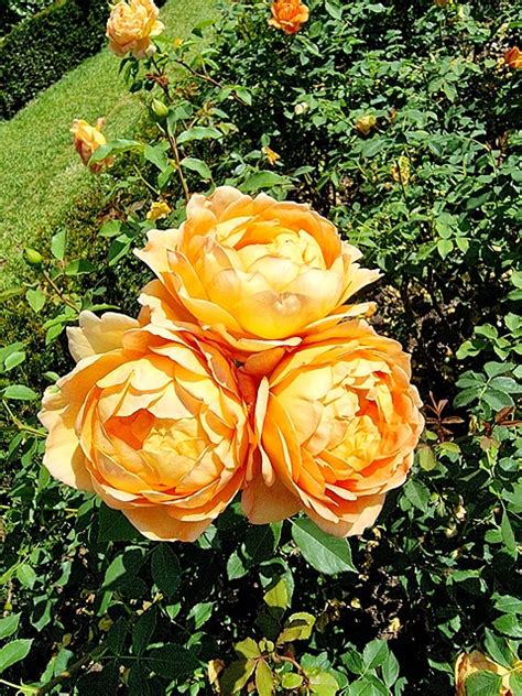 Englishrose Davidaustinroses Rose - Free photo on Pixabay - Pixabay