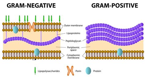 peptidoglycan bacteria cell wall structure