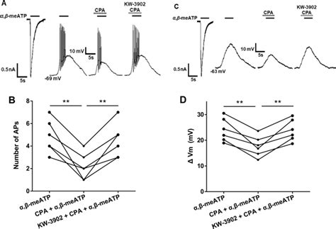 CPA induced suppression of α β meATP evoked membrane excitability of