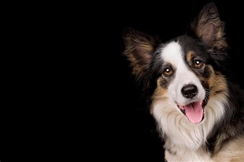 Premium Photo | Portrait of a border collie sheep dog