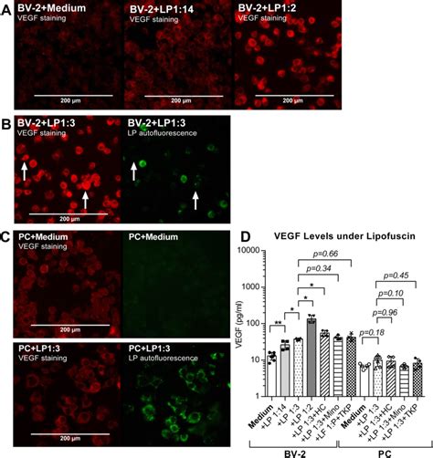 Vegf Levels In Cell Culture Supernatants A Immunocytochemical Staining