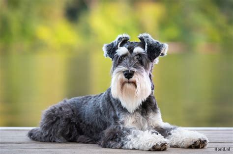 Schnauzer Een Geestige Familiehond Hond Nl