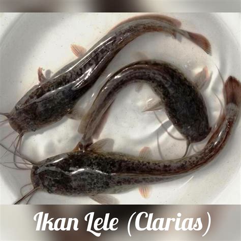 tafsir mimpi dapat ikan lele banyak 12