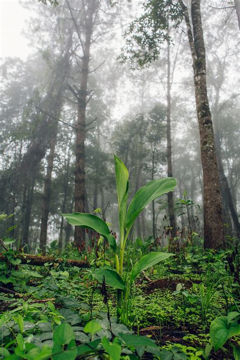 Path Leading To Doi Inthanon Across The Jungle Highest Mountain Peak