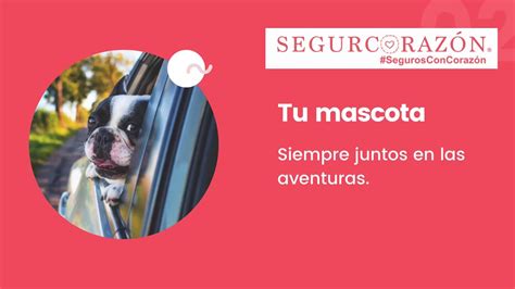 Son Seguros Para Tu Perro