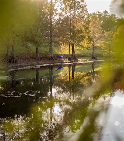 The weather in Florida has been perfect lately. : r/Hammocks