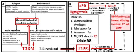 Medicina Free Full Text Overview And New Insights Into The