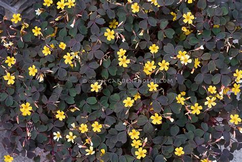 Oxalis ‘burgundy Dark Foliage Purple Shamrock In Yellow Flower