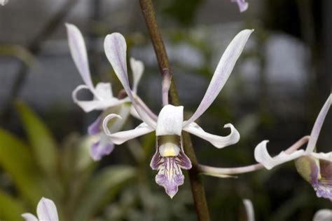 Dendrobium Lineale