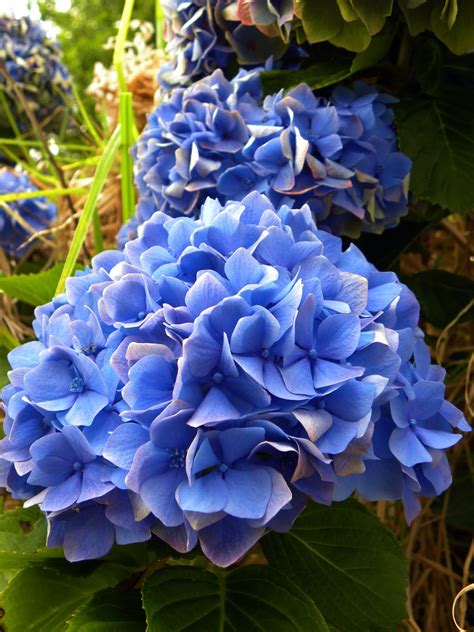 My Hawaiian Home: Wordless Wednesday: Wild Hydrangeas