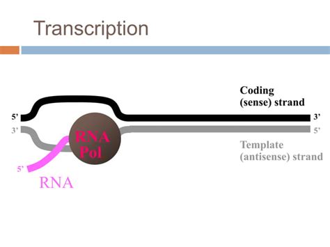 Transcription of DNA | PPT