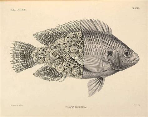 Scientific Illustrationartistic Drawing Using A Few Examplestemplates