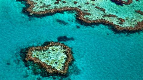 Great Barrier Reef Unesco Calls For In Danger Listing Great Barrier Reef Foundation