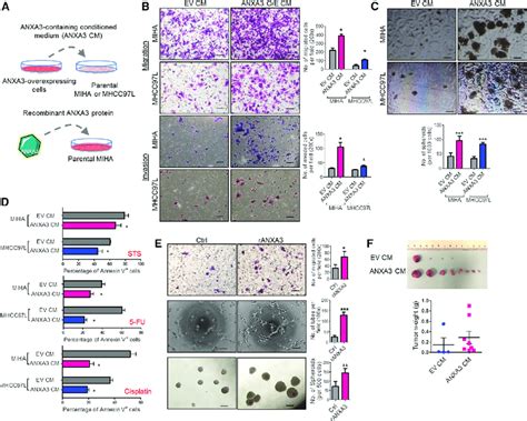 Secretory ANXA3 Confers Enhanced Cancer And Stem Cell Like Properties