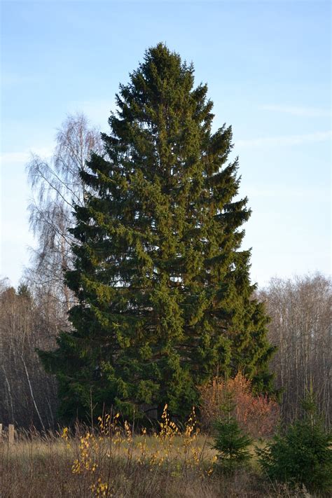 Picea Abies Hexenbrut Abeto De Noruega Verdes