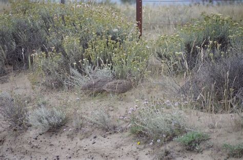 Imgp0226 Elegant Crested Tinamou Eudromia Elegans Pieter Edelman