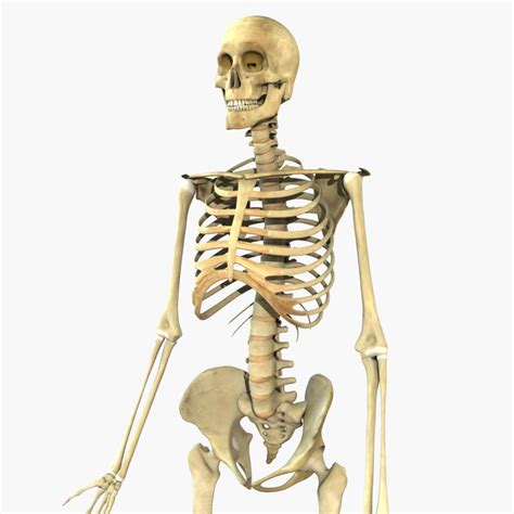 Human Full Body Skeleton 3D Model