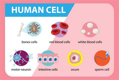 Diagram of human cell for education 1762102 Vector Art at Vecteezy