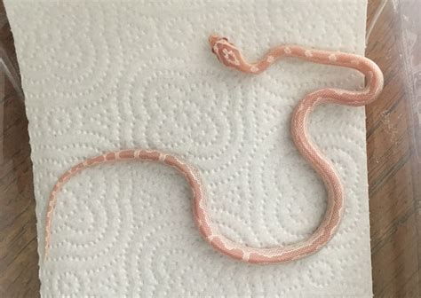 Zigzag Corn Snake Traits Morphpedia