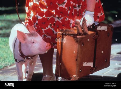 Babe Pig City Babe Pig Hi Res Stock Photography And Images Alamy