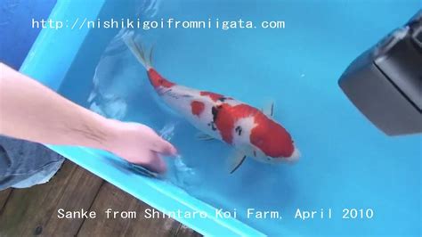 Shintaro Koi Farm Nishikigoifromniigata Youtube