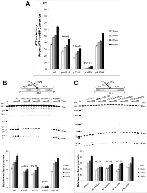 Biochemical studies (A) ATPase activity of WT and altered forms of ...