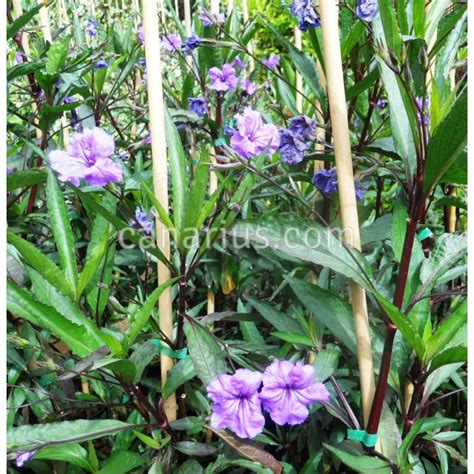 Buy Ruellia brittoniana with Canarius