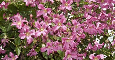 Clematis Montana Broughton Star Berg Waldrebe Broughton Star