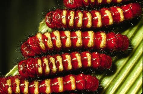 Is A Yellow Caterpillar With Black Spines Poisonous at Mark Cox blog