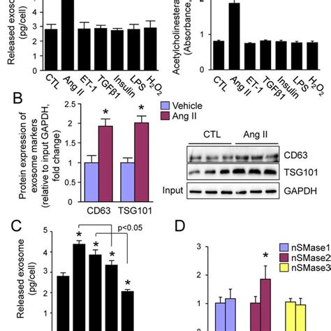 Ang Ii Induced Release Of Exosomes From Cardiac Fibroblasts A B The