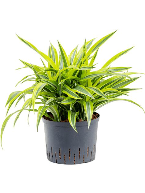 Dracaena Fragrans`lemon Lime 50 Cm