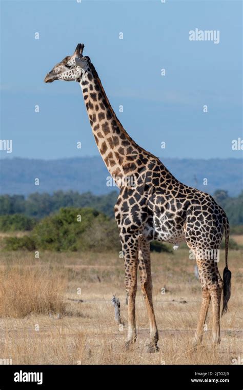 Zambia Parque Nacional Luangwa Del Sur Jirafa De Thornicroft