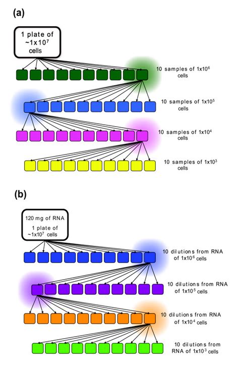 Colon Cancer Cell Line Sw Atcc Bioz