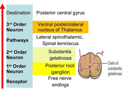 Ascending And Descending Tracts Of The Spinal Cord