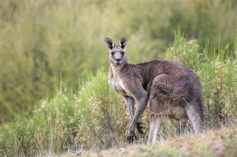 Kangaroo Australia Wildlife - Free photo on Pixabay - Pixabay