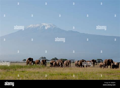 Kenya Amboseli Kilimanjaro Elephant Herd Stock Photo Alamy