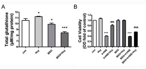 Hcy Treatment Protects HepG2 Cells From 4 HNE Induced Cell Injury By