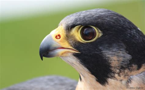 Peregrine Falcon Wallpapers - Wallpaper Cave