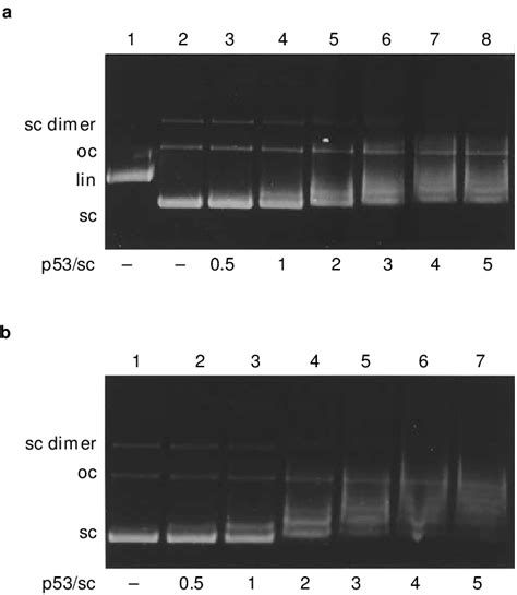 Binding Of Human Wild Type P To Supercoiled Sc Dna A Scdna Of